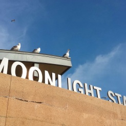 Seagulls at Moonlight State Beach