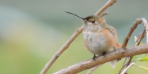 Female Allen's Hummingbird