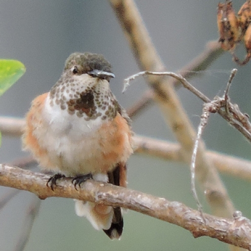 Male Allen's Hummingbird Juvenile