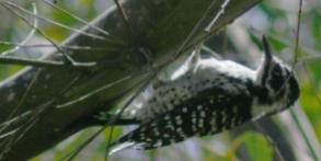 Nuttall Woodpecker
