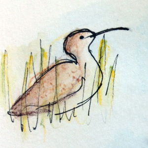 Whimbrel Test Sketch