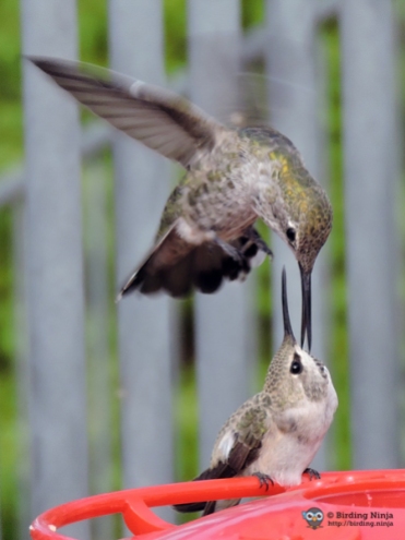 Hummingbird Attack!
