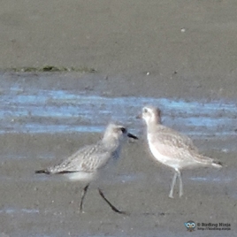 Unknown Plovers