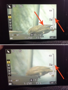 Notice the white lines on the bird when it's in focus (top photo) versus when it's not (bottom photo)