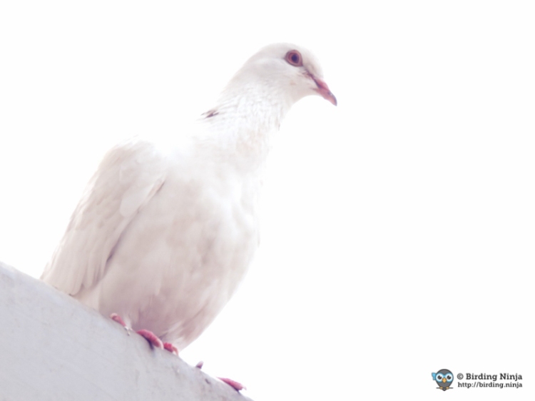 White Feral Pigeon
