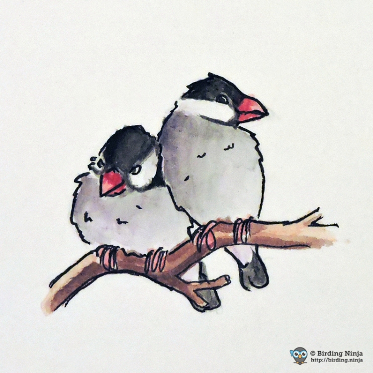 Java Sparrow Watercolor Sketch