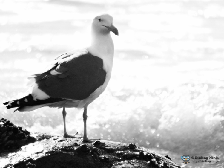 Black and White Seagull