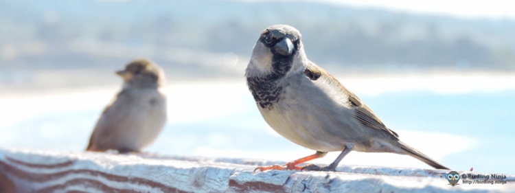 House Sparrows at the beach