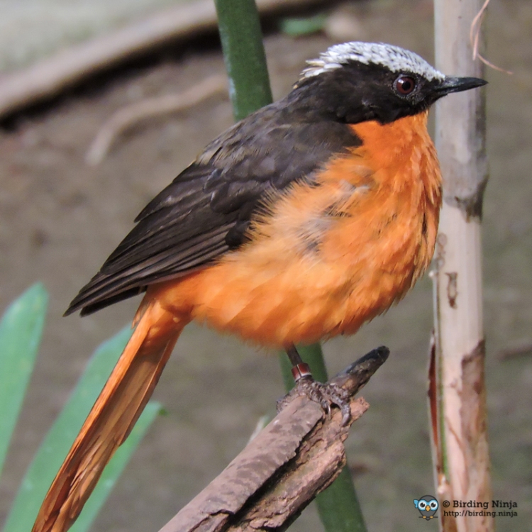 White Crowned Robin