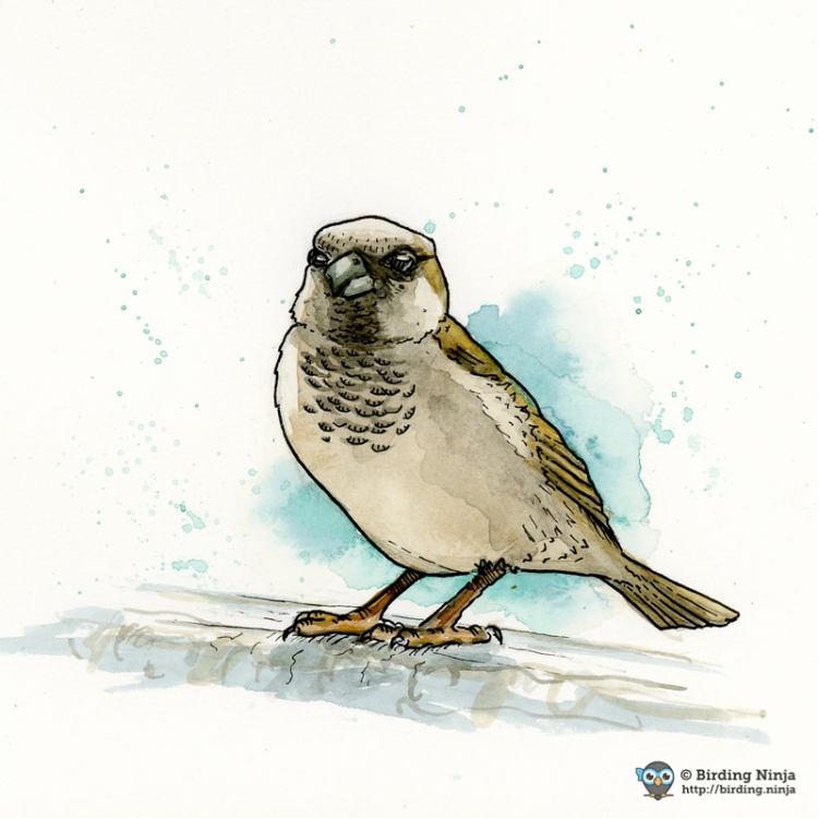 House Sparrow Watercolor
