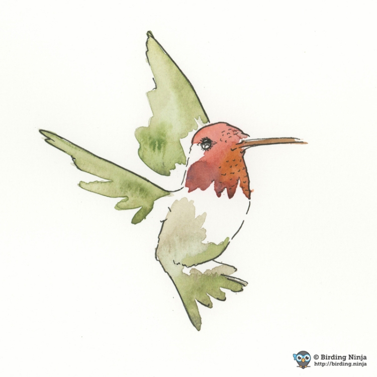 Anna's Hummingbird Watercolor #bird #annas