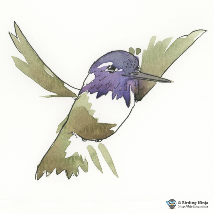 Costa's Hummingbird Watercolor #micron #watercolor #hummer