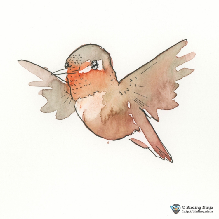 Allen's Hummingbird Watercolor #micron #pen #watercolor #hummer