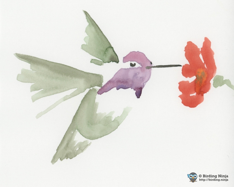 Costa's Hummingbird Watercolor
